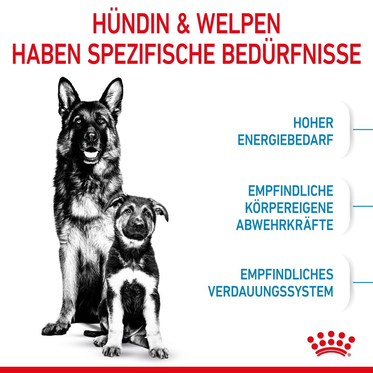  Royal Canin Maxi Starter Trockenfutter 15 Kg Trockenfutter Für Hunde