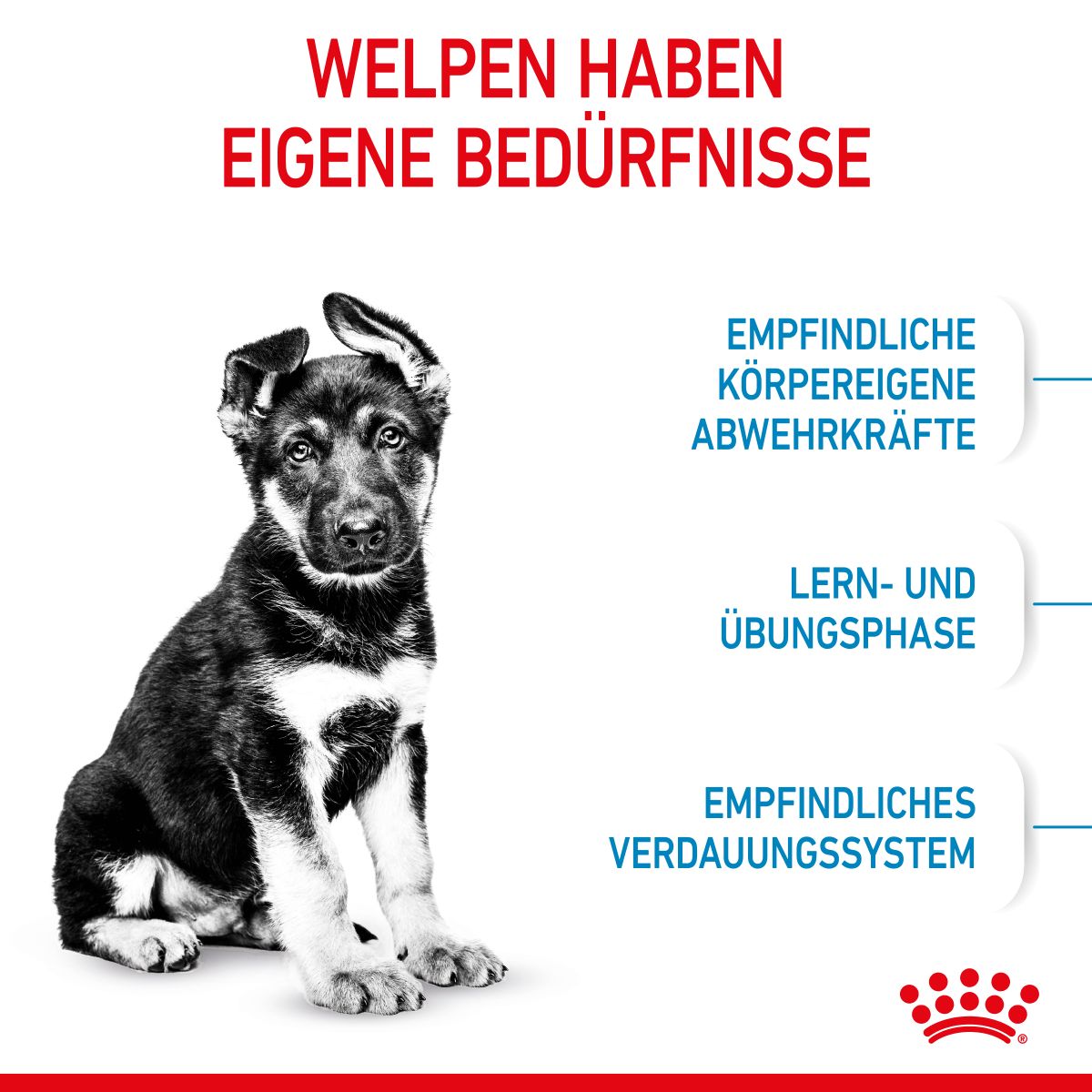  Royal Canin Maxi Puppy Für Welpen Großer Rassen 4 Kg Trockenfutter Für Hunde