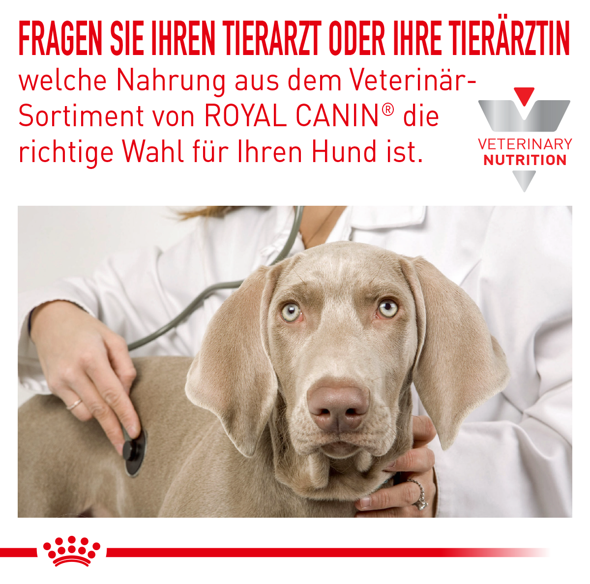  Royal Canin Hypoallergenic Puppy Trockenfutter Für Hunde 1,5 Kg Trockenfutter Für Hunde