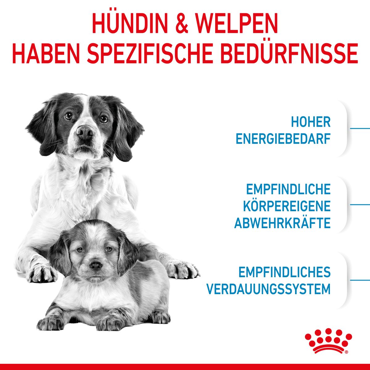  Royal Canin Medium Starter Trockenfutter 15 Kg Trockenfutter Für Hunde
